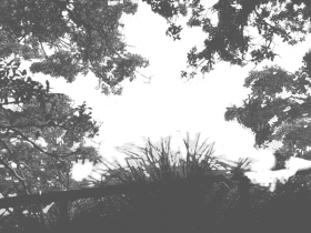 Tree With Shadow Top View PNG