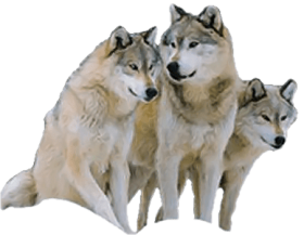 Download Tube Loup Png Free Png Images Toppng
