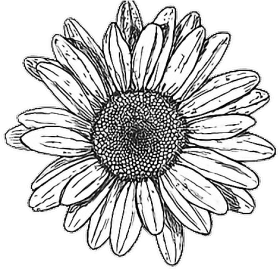 Download Tumblr Drawing Hipstergirl Myedit Black And White Flower Png Free Png Images Toppng