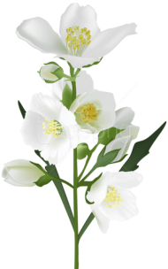 Download White Flower Png Clip Art Image Jasmine Flower Jasmine Png Free Png Images Toppng