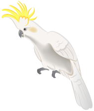 Download white parrot png - Free PNG Images | TOPpng