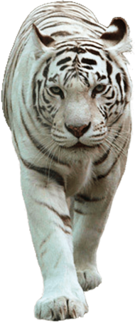 Download White Tiger Png White Tiger Images Png Free Png Images Toppng - tigertiger cub roblox