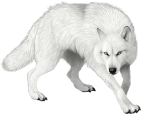 Download Wolf Png Clipart Loup Blanc Dans La Neige Png Free Png Images Toppng