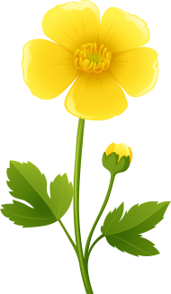 Download Yellow Flower Transparent Png Clip Art Image Buttercups Buttercup Clipart Png Free Png Images Toppng