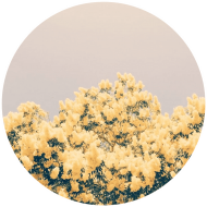 Download Yellow Flowers Yellowflowers Aesthetic Background Light - roblox aesthetic background yellow