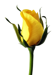 Download yellow rose png - Free PNG Images | TOPpng