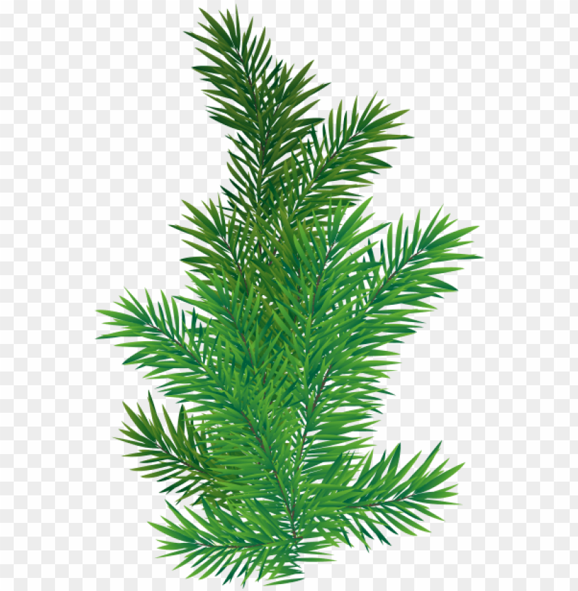 0 pine tree branch PNG transparent with Clear Background ID 205458