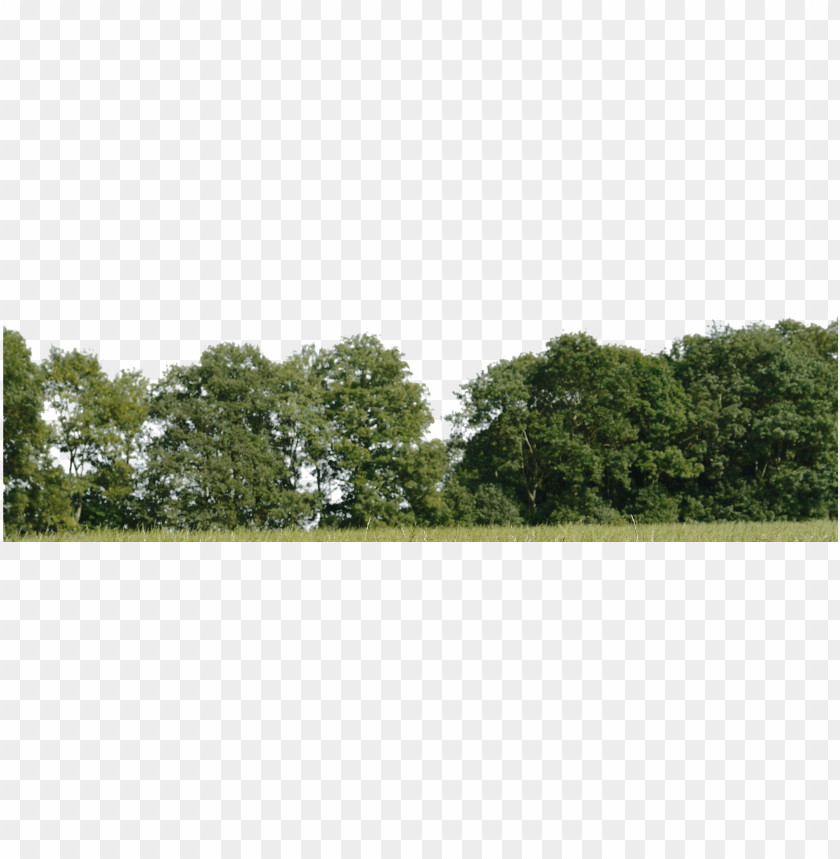 trees background png