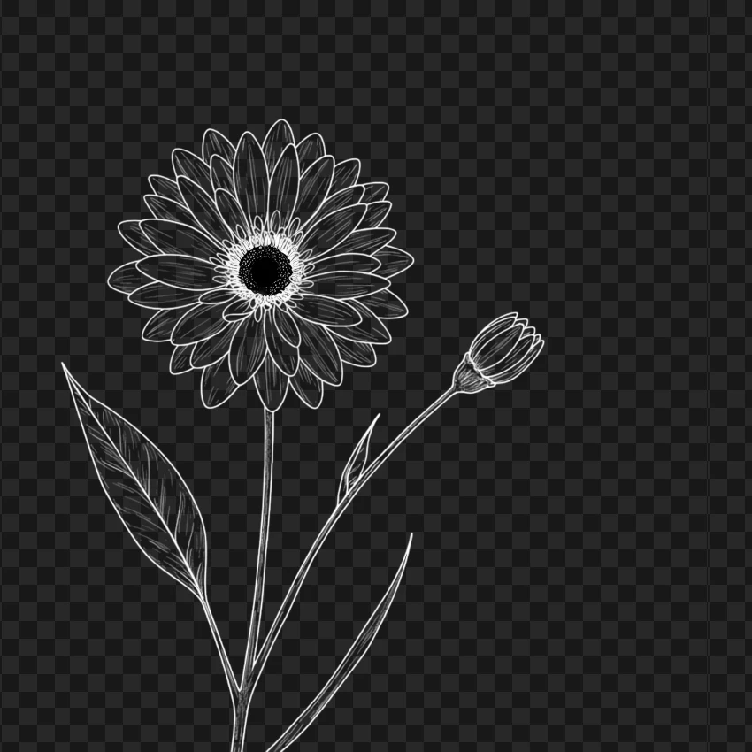 Detailed Horizontal White Line Sunflower PNG Transparent Background