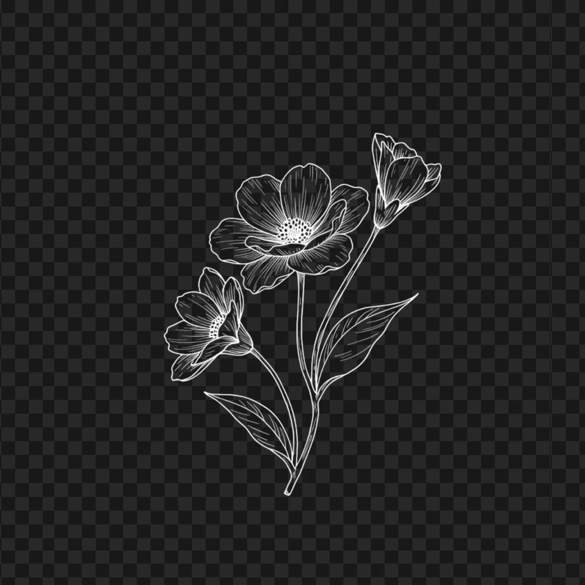 Floral Horizontal White Line Art PNG Transparent Background