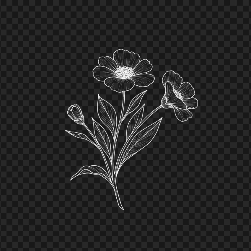 Horizontal White Line Flower Illustration PNG Transparent Background