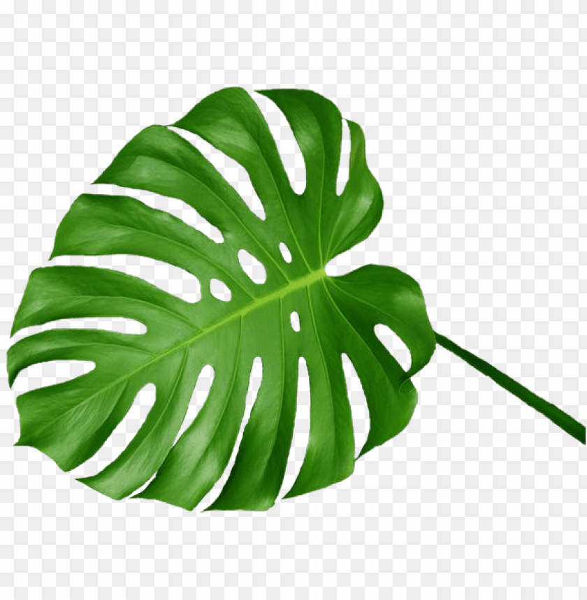 1000 Images About Pngoverlays - Swiss Cheese Plant Leaf PNG Transparent ...