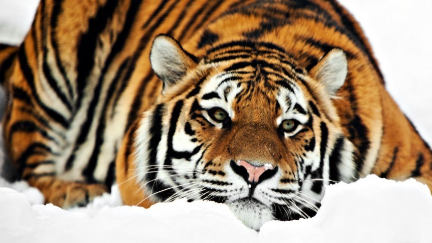 tiger wallpaper hd 1080p