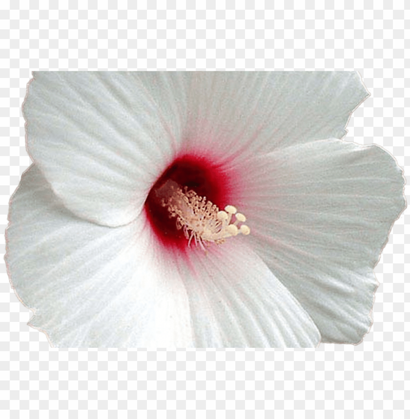 isolated, hibiscus, sport, hawaiian flowers, web, tiki, power