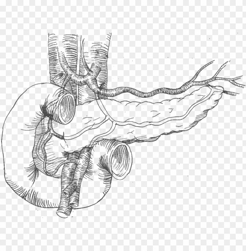 19 pancreas drawing sketch huge freebie download for line art PNG transparent with Clear Background ID 208121
