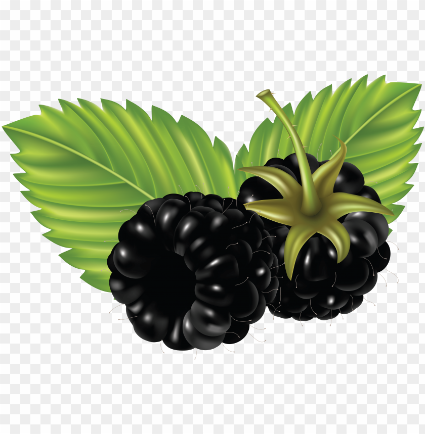
blackberry
, 
berry
, 
fruit
, 
delicious
, 
drawing
