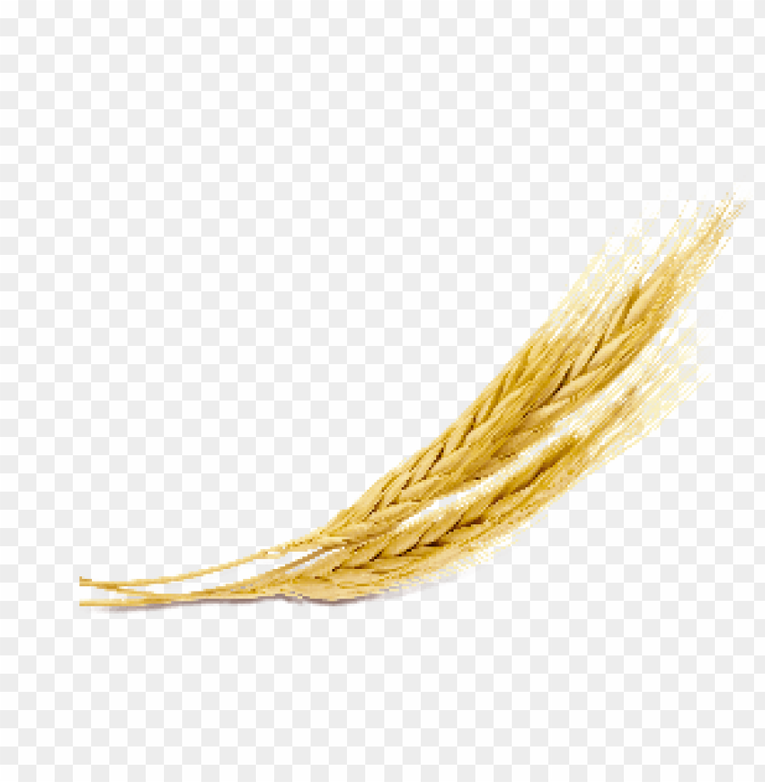grain, ribbon, paper, award, logo, office, wheat