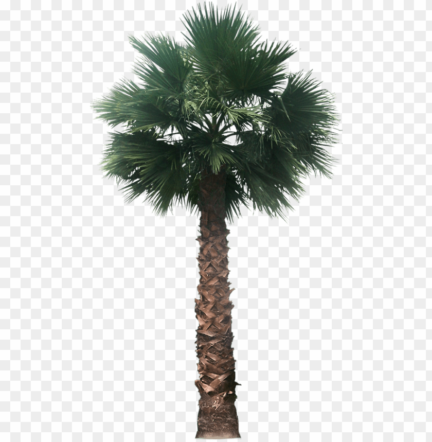 symbol, palm tree, dessert, palm sunday, abstract, tropical, landscape