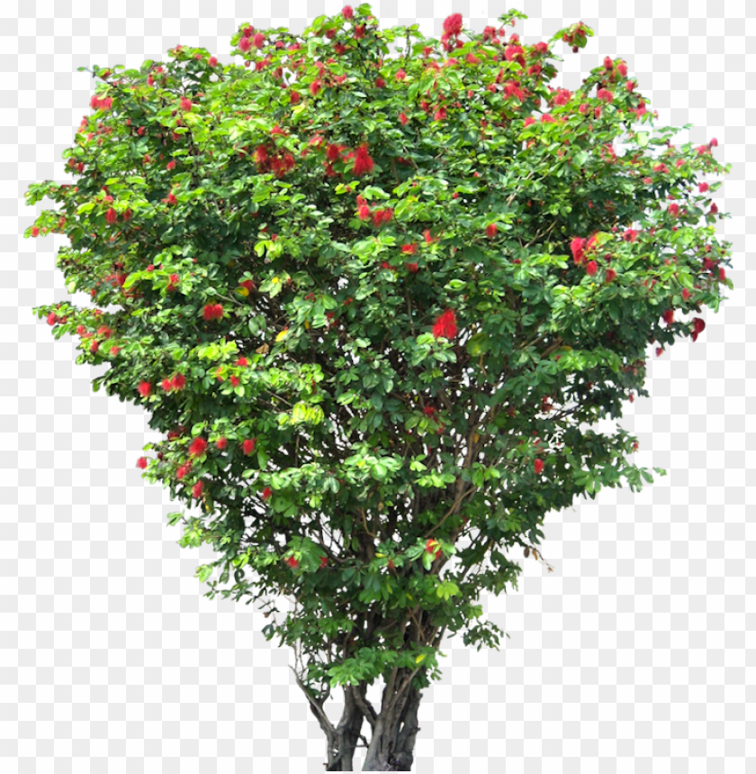 20 free tree png images - png format flower tree PNG image with transparent  background | TOPpng