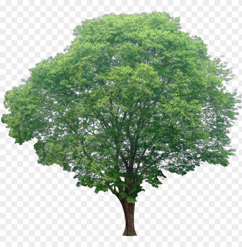 20 free tree png images transparent background cut out srubs plants PNG transparent with Clear Background ID 171885