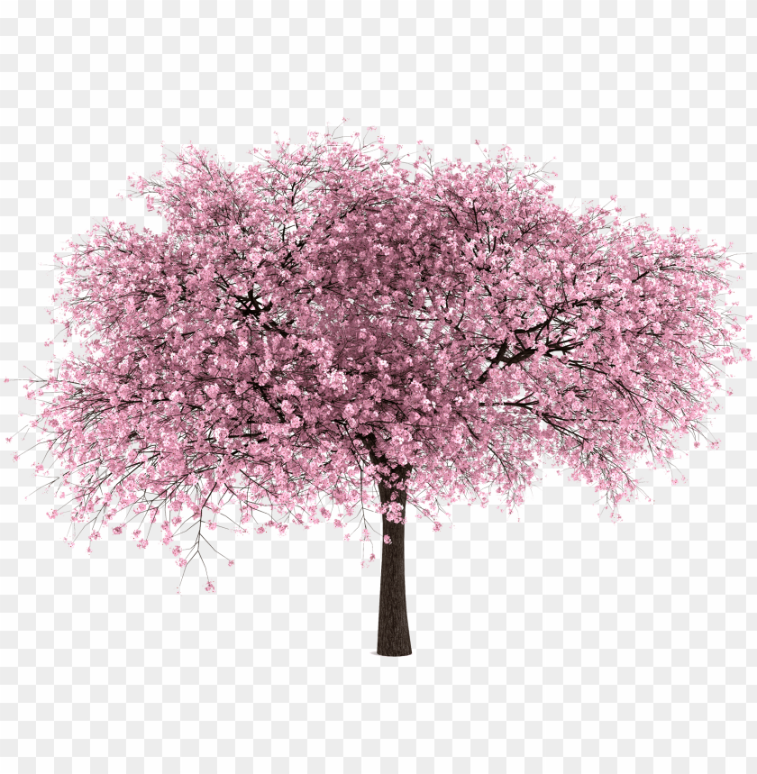 Download 20 imágenes de Árbol png - cherry blossom tree png - Free PNG  Images | TOPpng