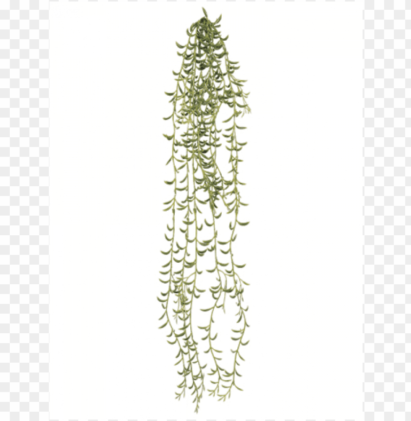 23" hanging crescent succulent vine green - succulent vine PNG image with transparent background@toppng.com