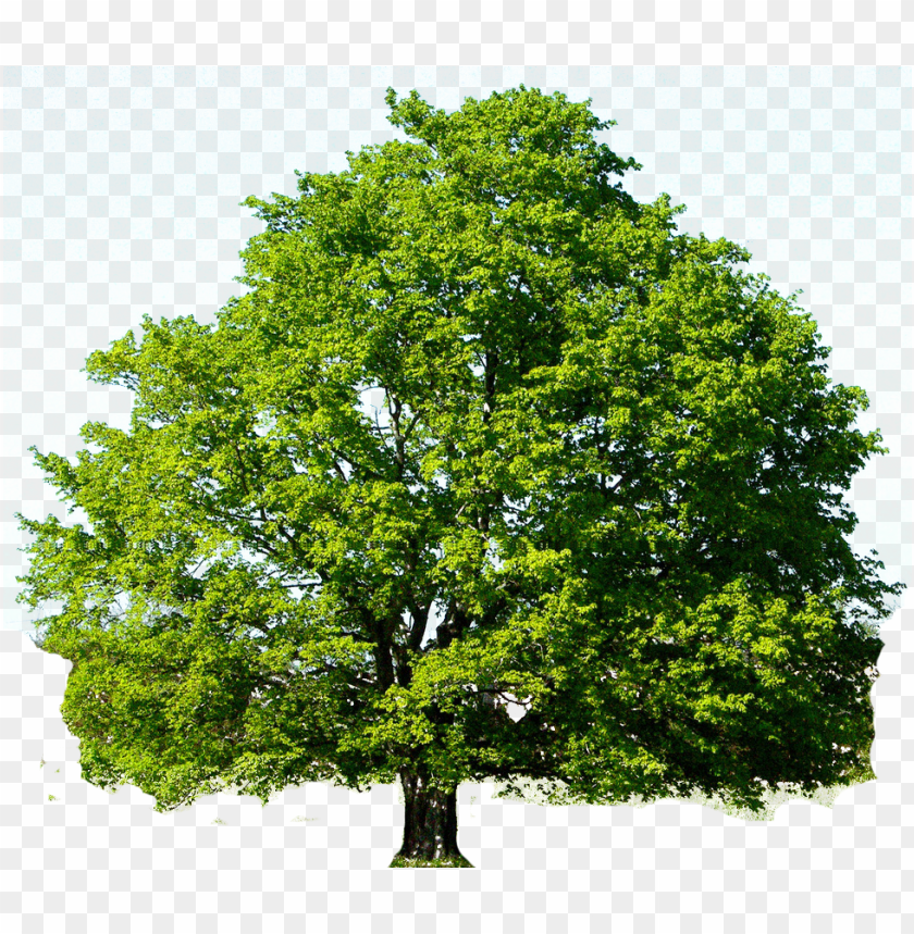 28 Collection Of Oak Tree Clipart Png - Red Maple Tree Gree PNG Transparent With Clear Background ID 173192