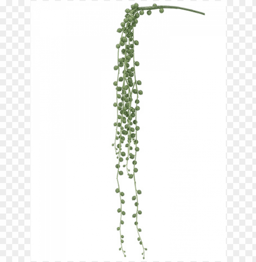 28 String Of Pearls Pick Green - String Of Pearls Plant PNG Transparent With Clear Background ID 180366
