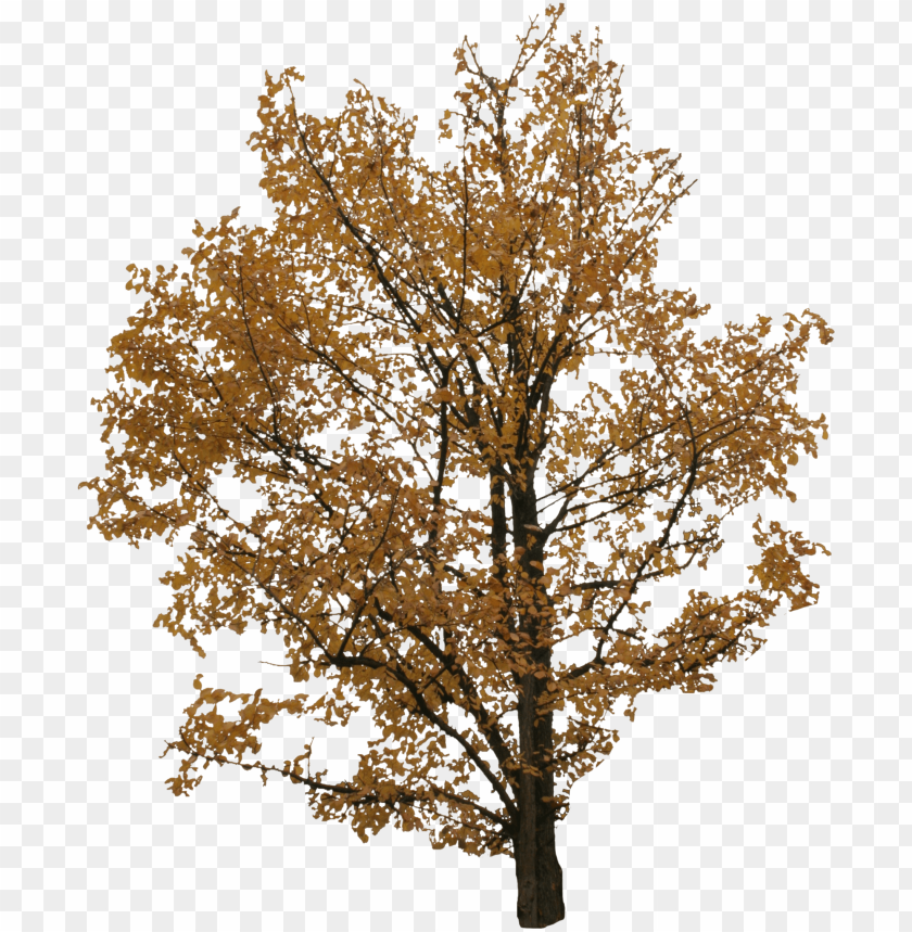 2d trees autumn tree cut out PNG transparent with Clear Background ID 179211