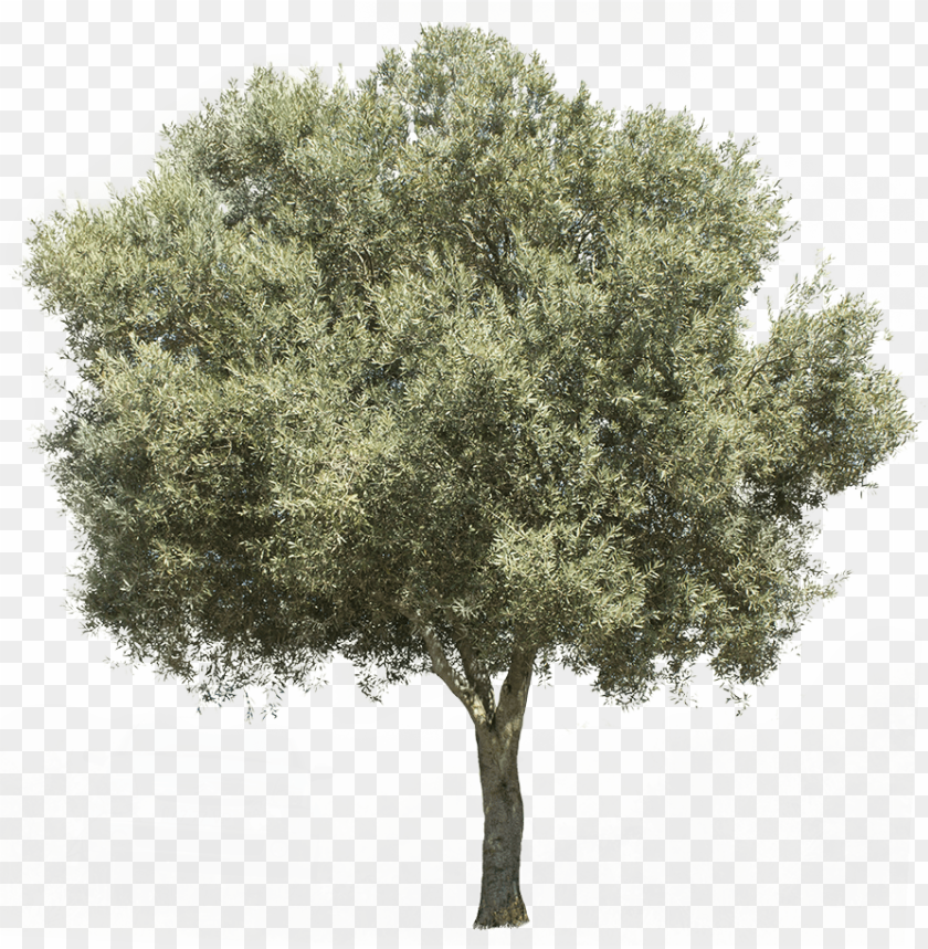 3709 x 3738 pixels png image with transparent background olive tree PNG transparent with Clear Background ID 165265