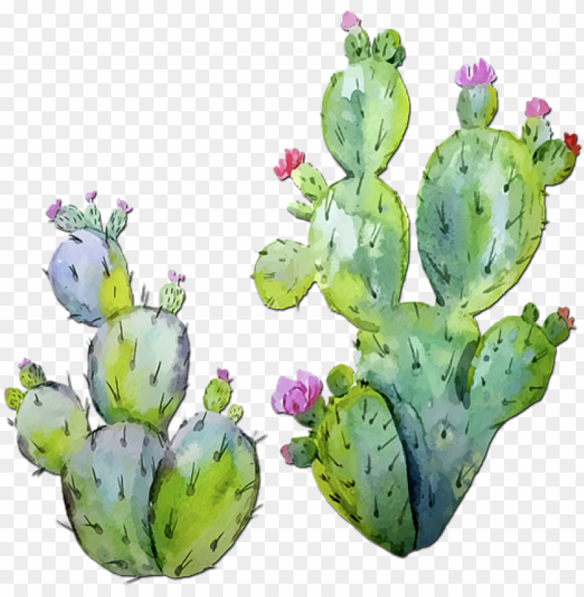 600 x 600 5 - prickly pear cactus watercolor PNG image with transparent  background | TOPpng