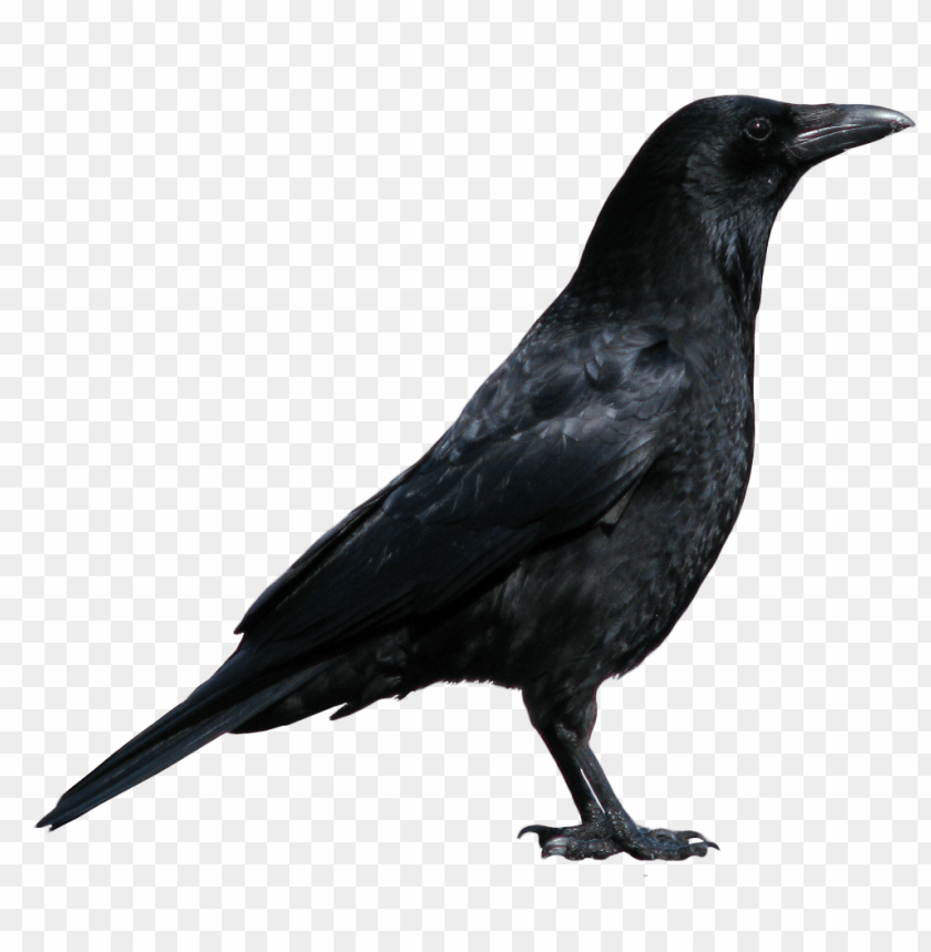 crow, animal, thief, bird, black, night, darkness