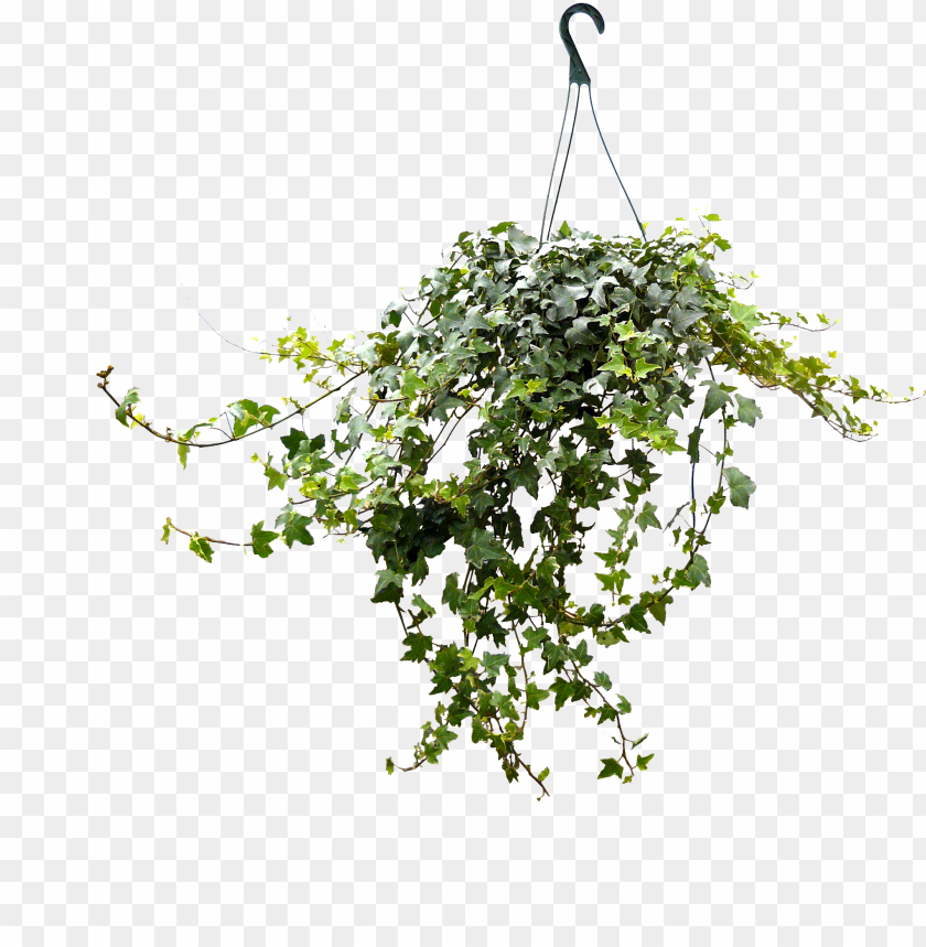 hanging ivy png