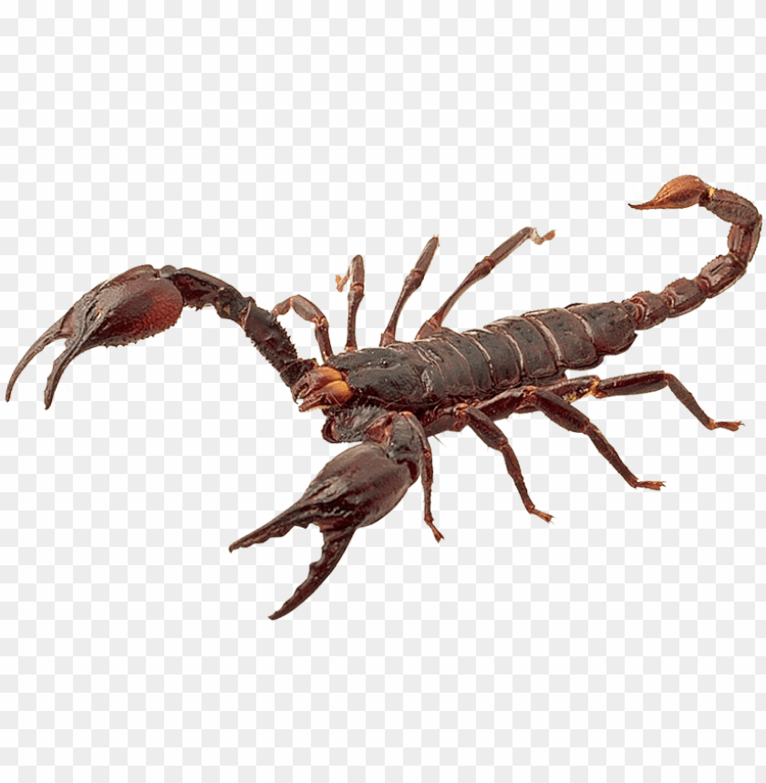 900 x 580 scorpion PNG transparent with Clear Background ID 208597