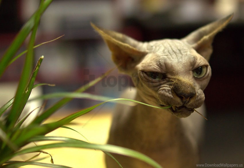 a bald a cat wallpaper background best stock photos - Image ID 162112