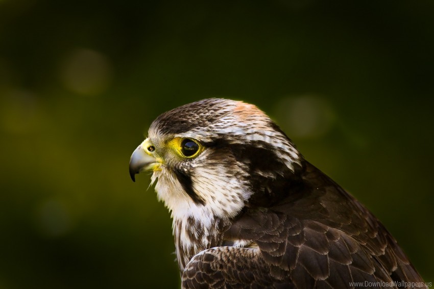 Falcon 12, birds, eagle, falcon, hawk, HD phone wallpaper | Peakpx