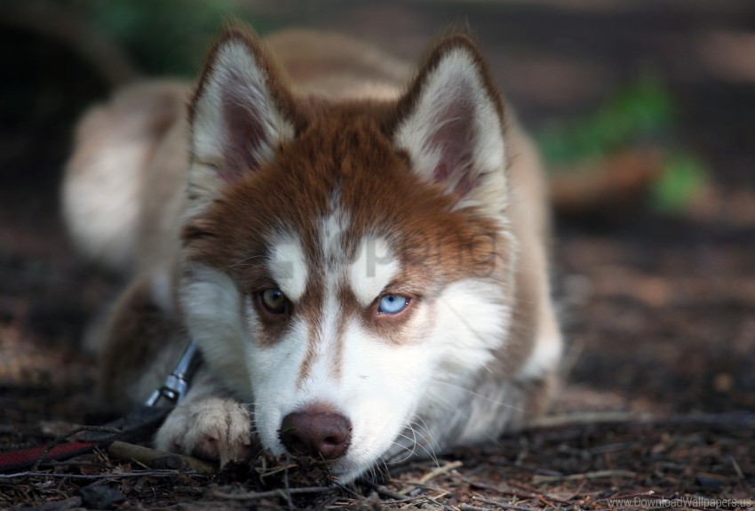 dog, Siberian Husky, pet, animal, brown and white fur, nature, outdoor