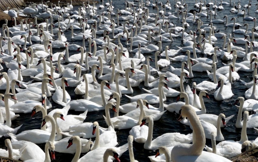 a lot of, birds, flock, swans wallpaper background best stock photos@toppng.com
