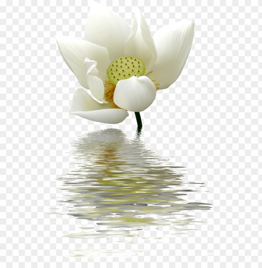 Get Transparent Background Lotus Flower Png Pics