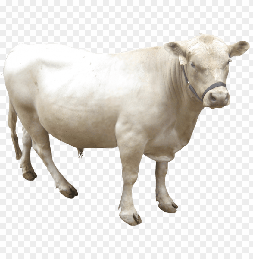 page, goat, milk, cow head, cow, ox, fresh