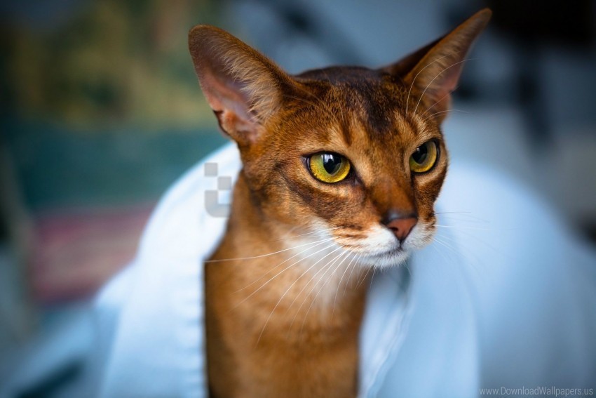 abyssinian cat, beautiful, cat, eyes, face wallpaper background best stock photos@toppng.com