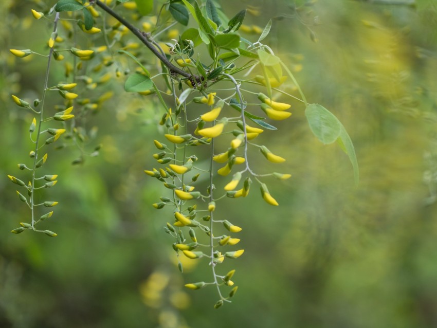 acacia, yellow, buds, branch, bloom