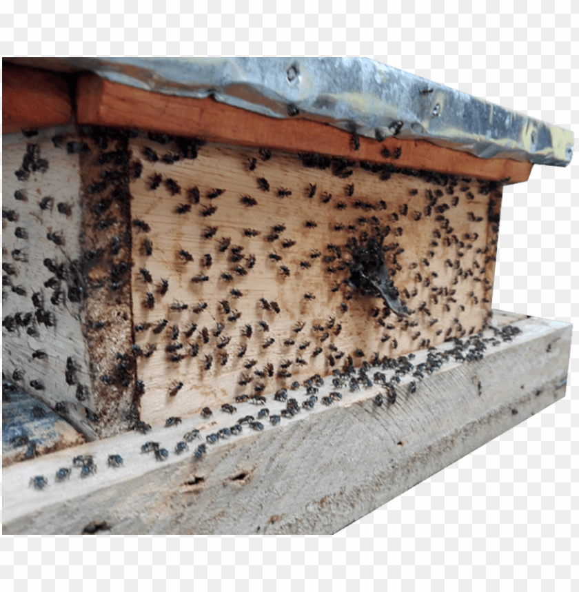 package, beehive, bee, beekeeper, packaging, insect, box