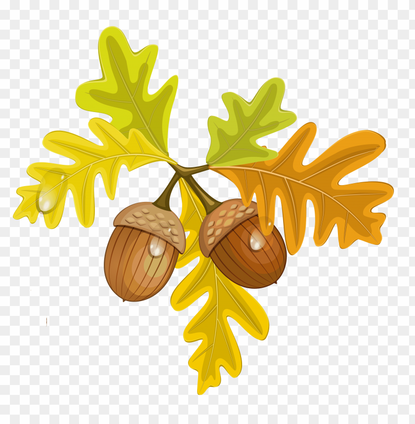 
acorn
, 
oak
, 
crop
, 
mast
