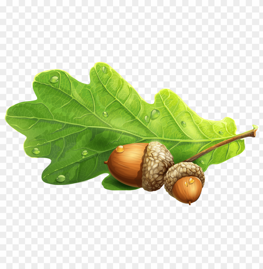 
acorn
, 
oak
, 
crop
, 
mast
