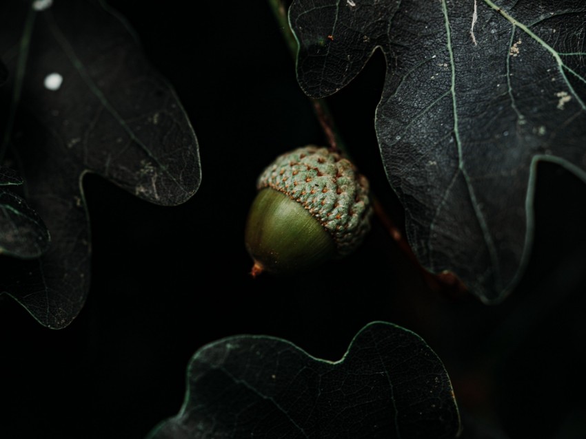 acorn, leaves, dark, macro