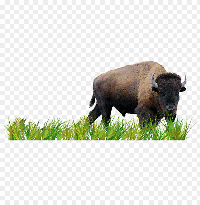 active, buffalo, native, animal, meadow, isolated, background