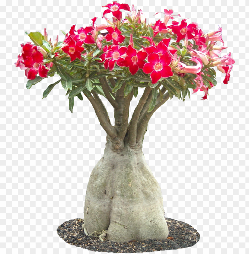 Adenium Obesuml01 Plant Images Plant Pictures Euphorbia - Desert Flowers Png Transparent PNG Transparent With Clear Background ID 216536