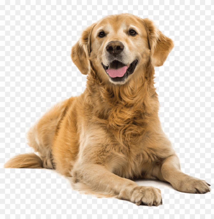 coloring pages, dog, gold, labrador, work out, terrier, graphic
