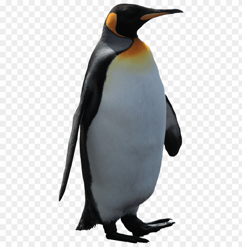 animals, penguins, adult penguin, 